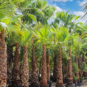 washingtonia palm (وال پام)