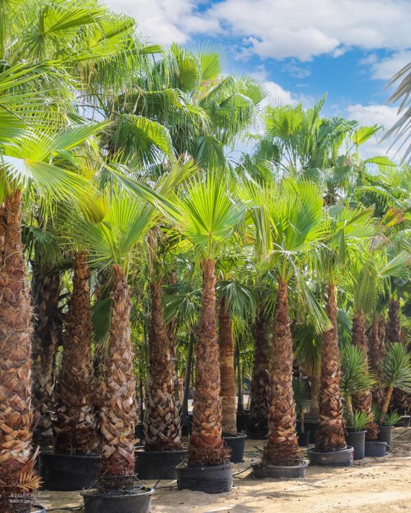 washingtonia palm (وال پام)