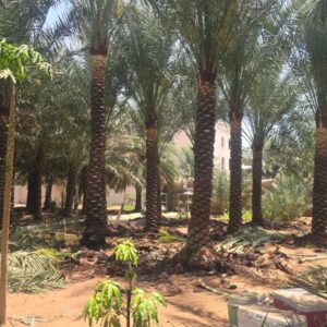 4 meter date palm tree
