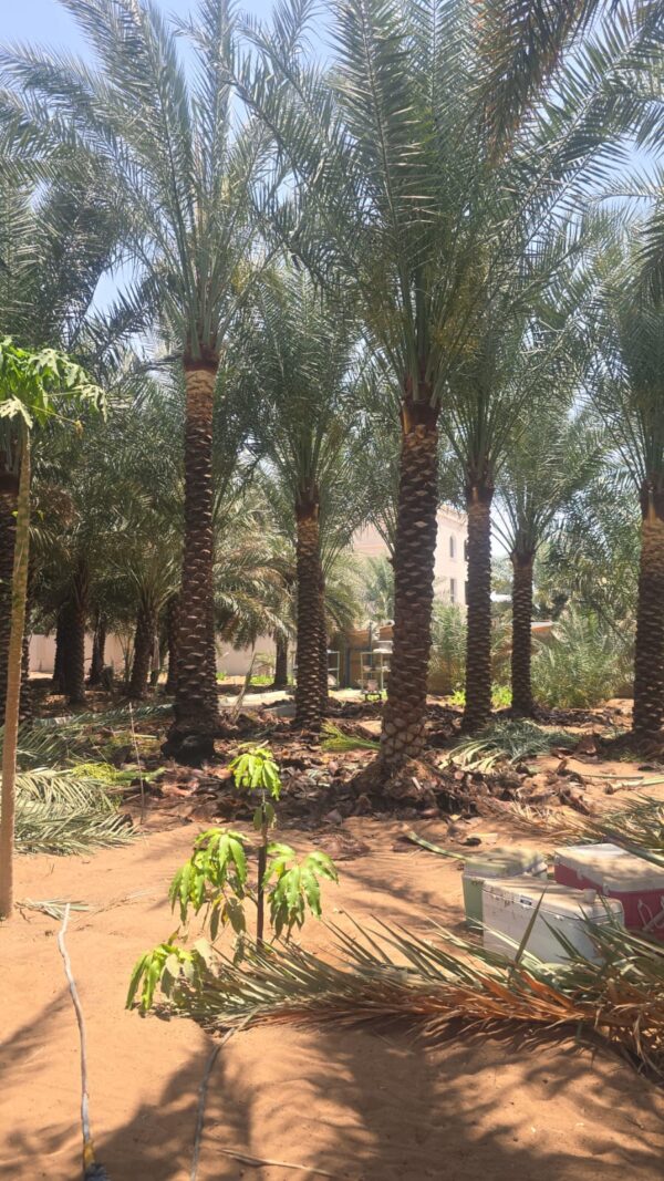 4 meter date palm tree