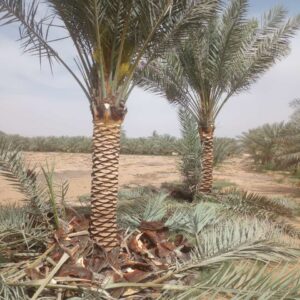 3 meter date palm tree