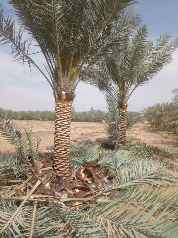 3 meter date palm tree
