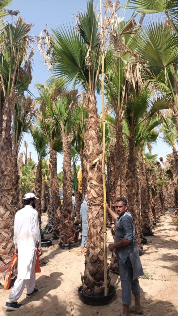 Date Palm Tree Supplier UAE
