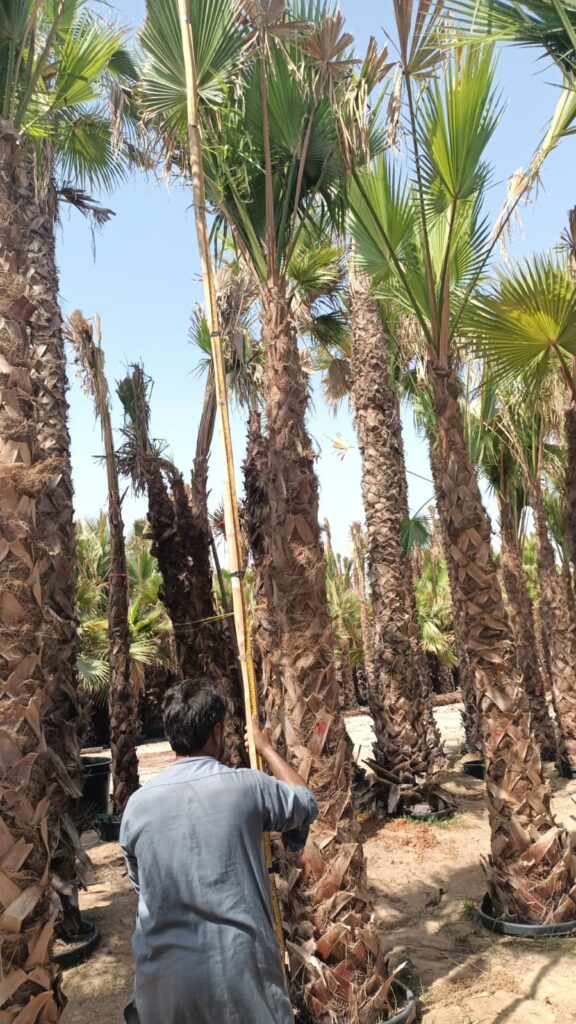 Date Palm Tree Supplier UAE