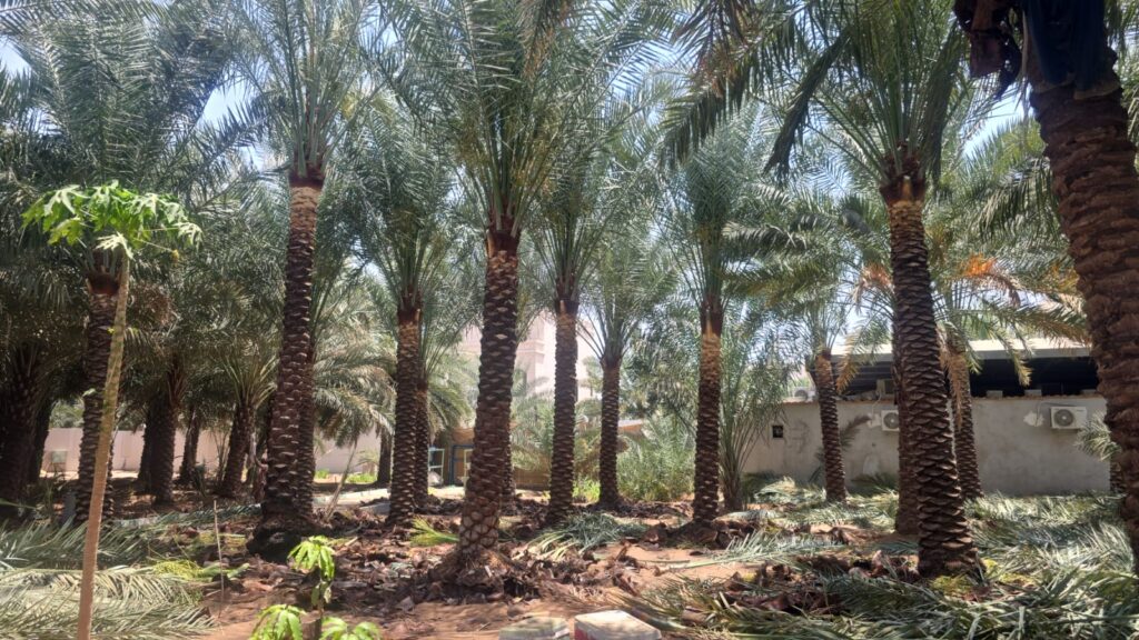 Date Palm Tree Supplier UAE