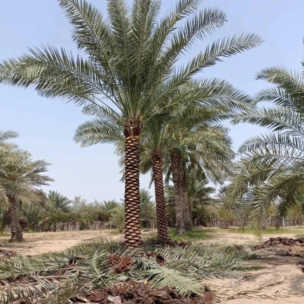 Date Palm Tree Supplier UAE
