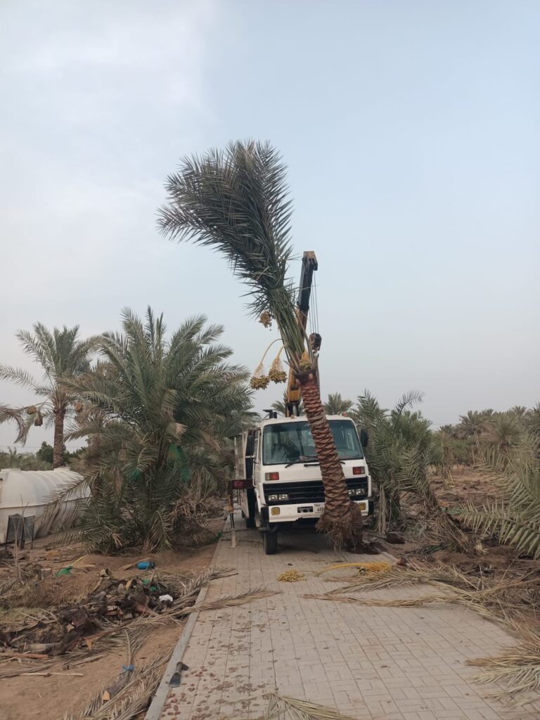 Date Palm Tree Supplier UAE